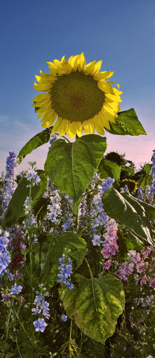 Featured Image