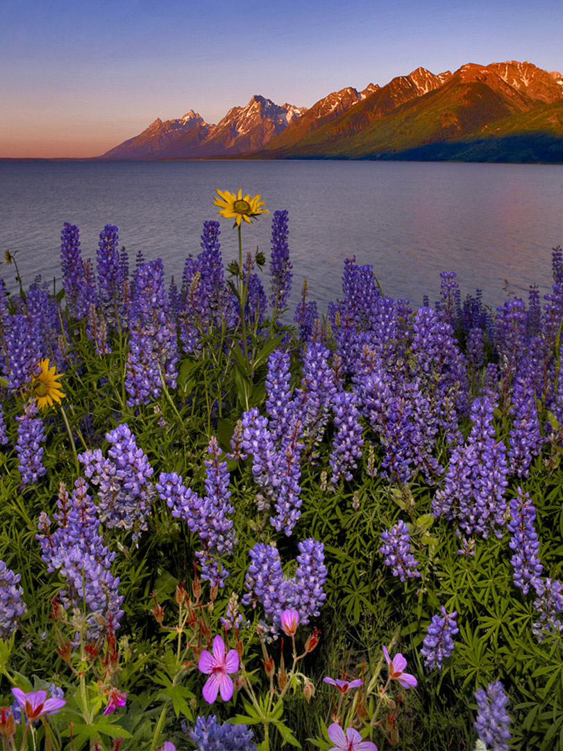 Featured Image