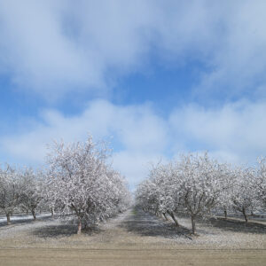 ALMOND BLOSSOMS, CALIFORNIA